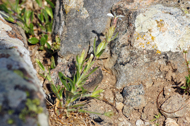 Silene gallica.
